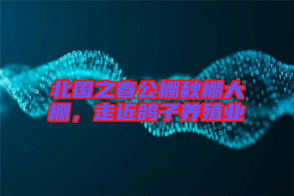 北國之春公棚秋棚大棚，走近鴿子養(yǎng)殖業(yè)