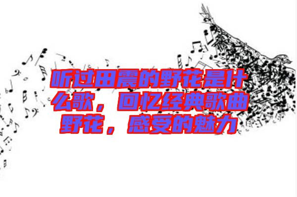 聽過田震的野花是什么歌，回憶經典歌曲野花，感受的魅力