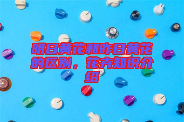 明日黃花和昨日黃花的區(qū)別，花卉知識介紹